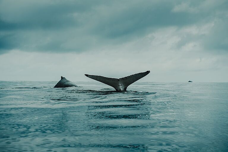 Sea Sheppard Wal